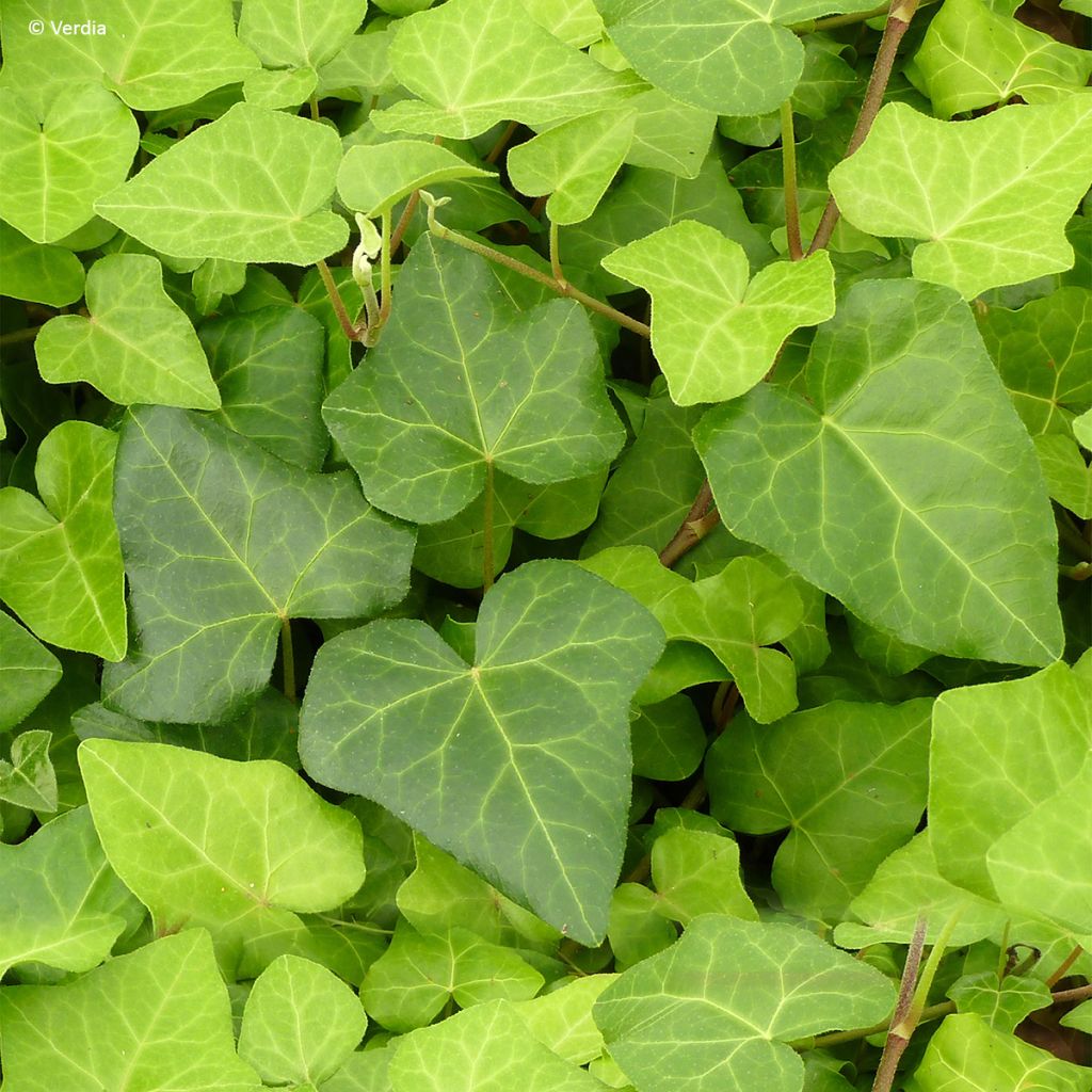 Lierre couvre-sol Hedera Algerian Bellecour®