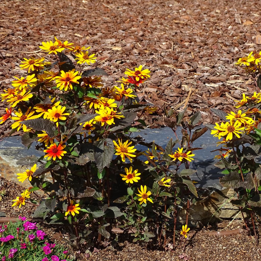 Helenium Strawberry Sundae - Hélénie