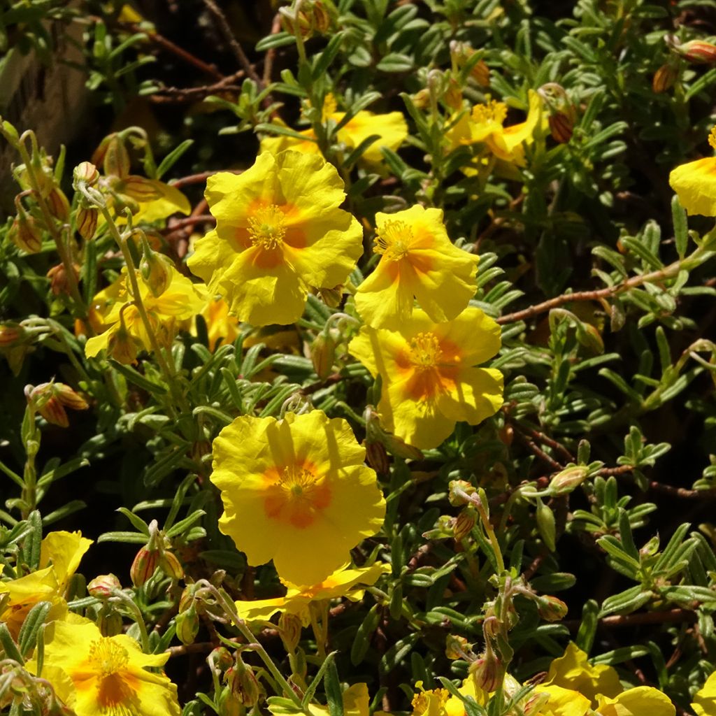 Helianthemum Golden Queen - Hélianthème