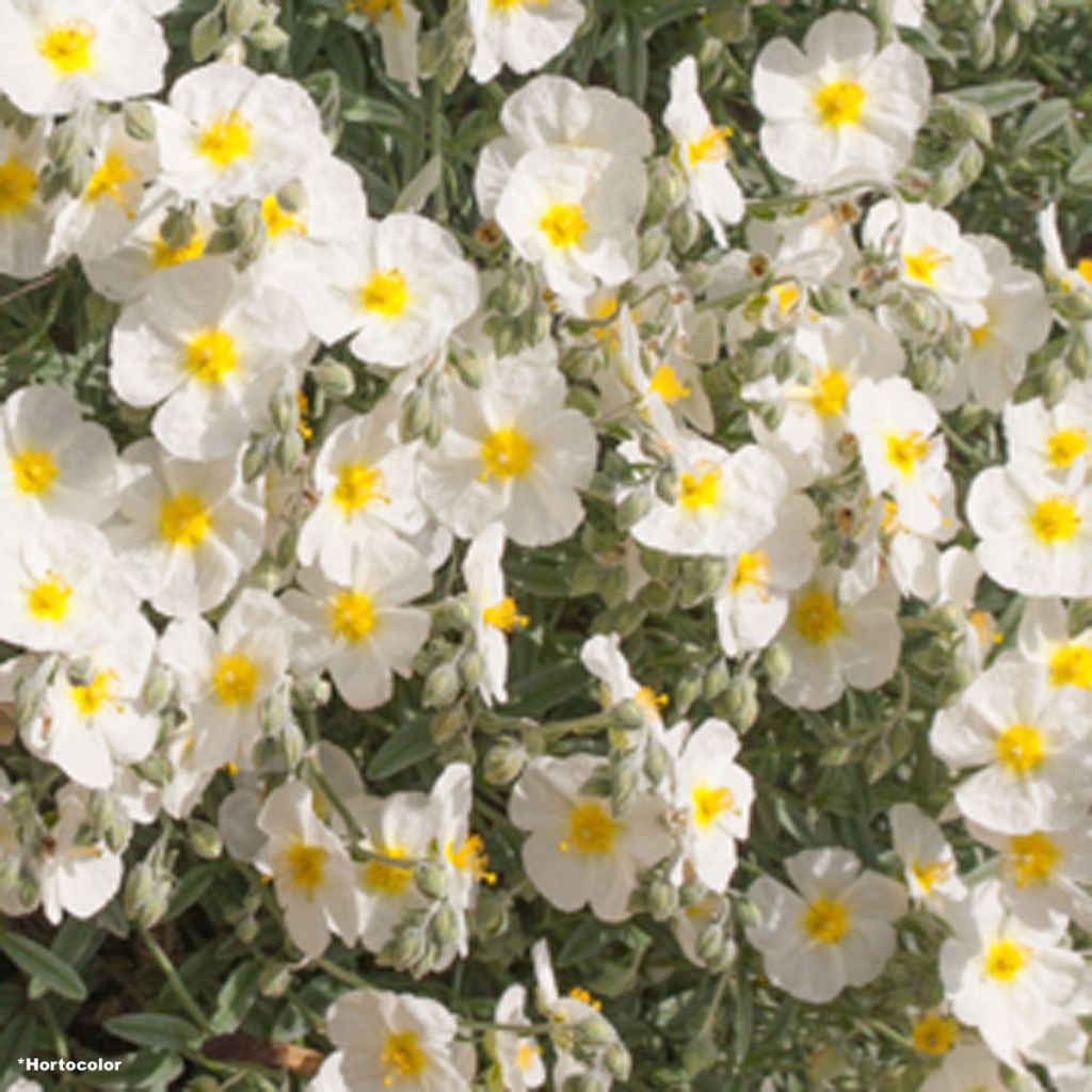Hélianthème - Helianthemum The Bride