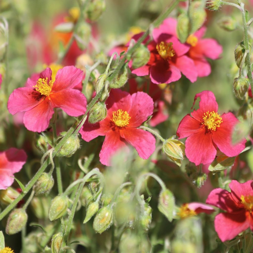 Helianthemum Hartswood Ruby - Hélianthème rouge framboise et rubis