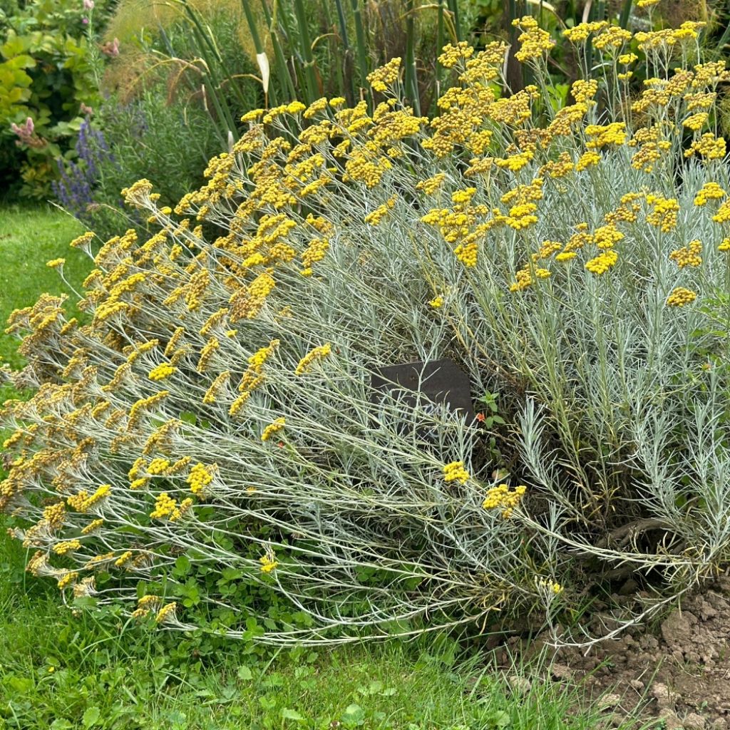 Helichrysum italicum - Plante-curry