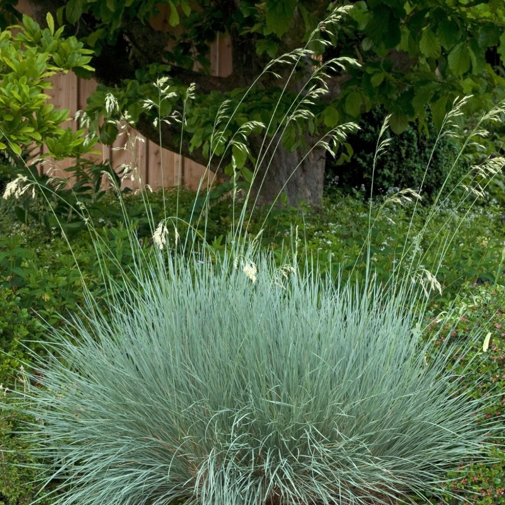 Avoine bleue - Helictotrichon sempervirens