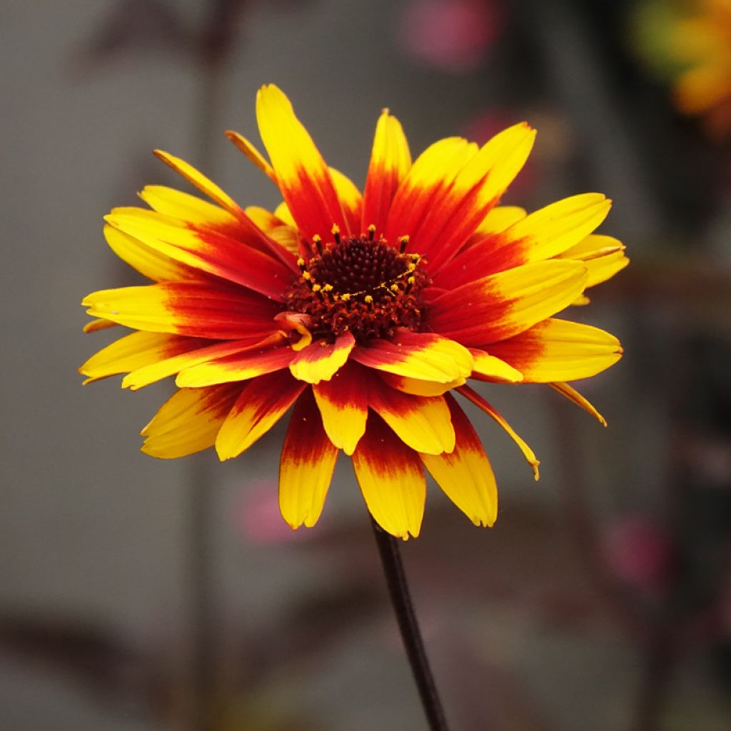 Heliopsis helianthoides Sparkling Contrast - Héliopsis faux-hélianthe