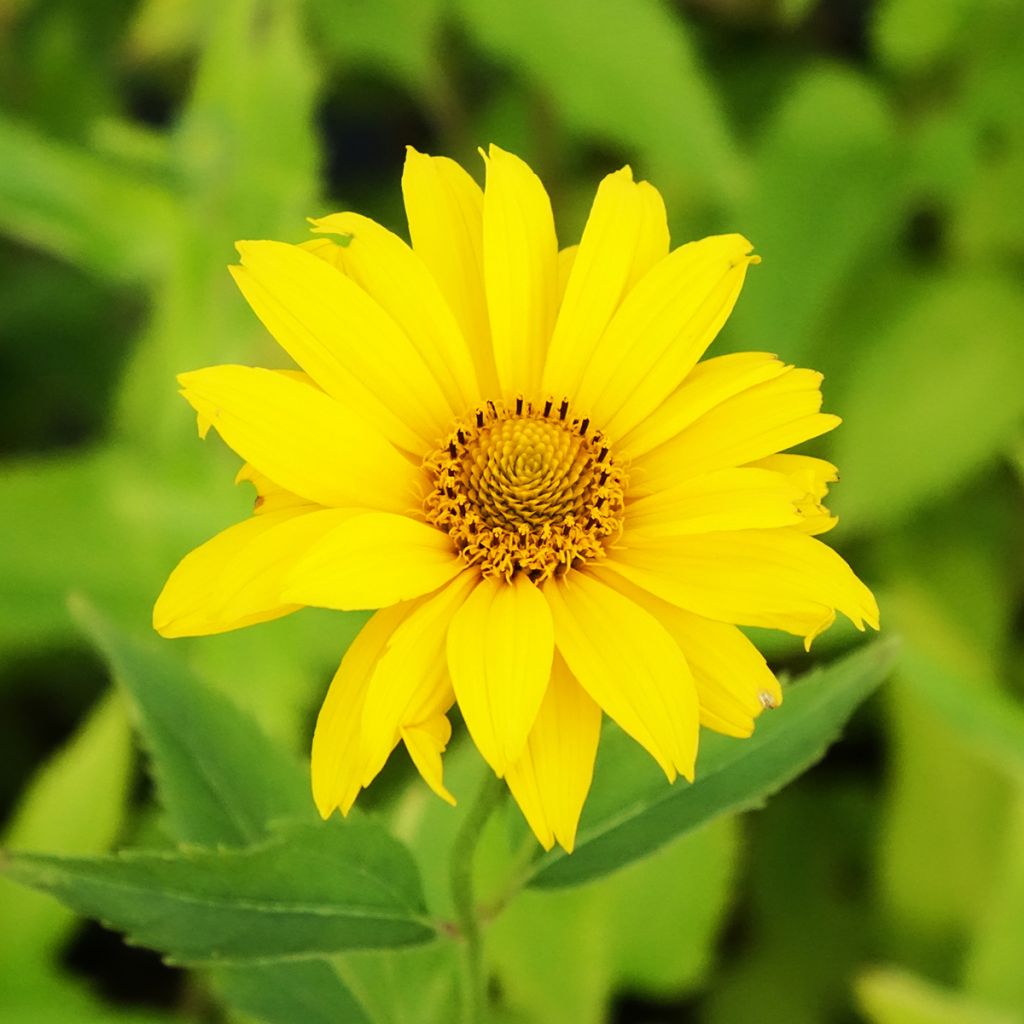 Heliopsis helianthoides Summer Sun - Héliopsis faux hélianthe 