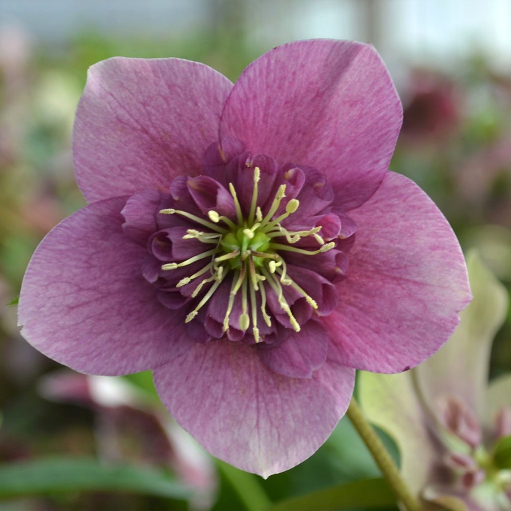Hellébore ViV® Teresa - Helleborus orientalis