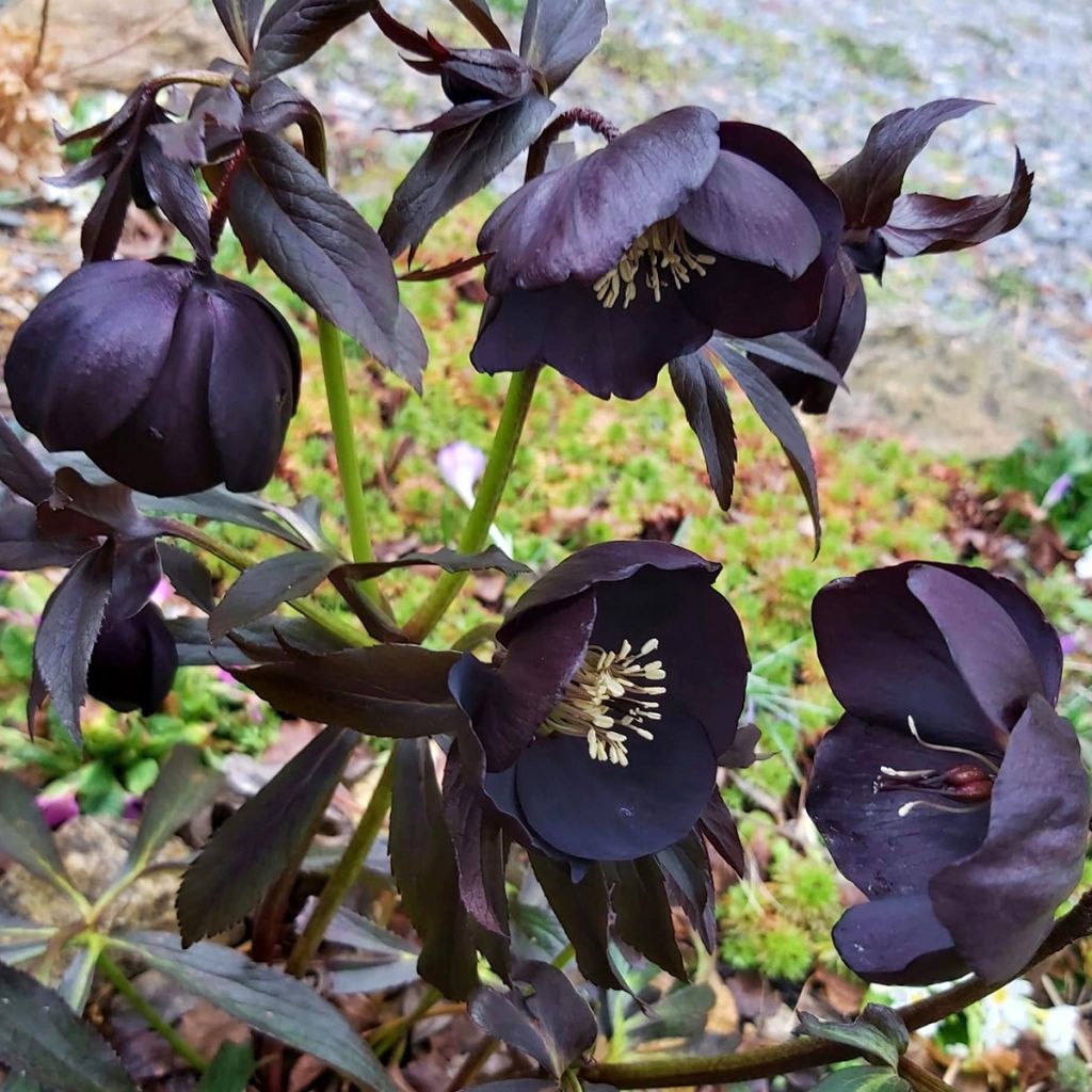 Hellébore orientale Black Chocolate