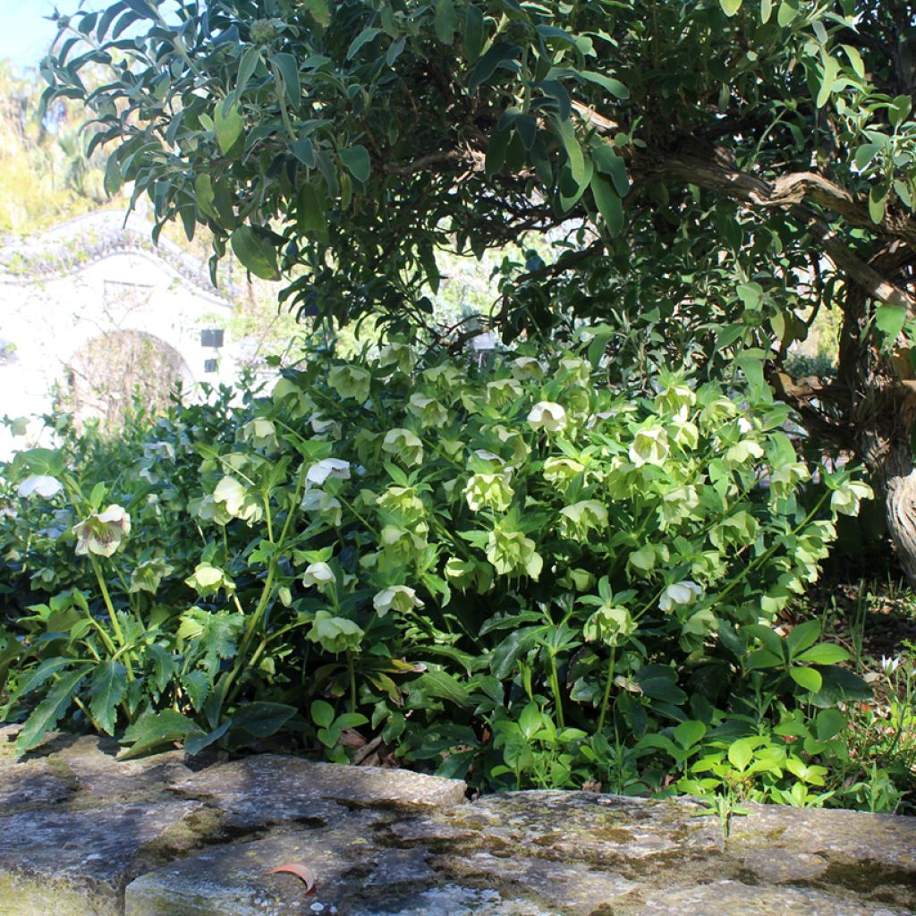 Hellébore orientale Blanc guttatus