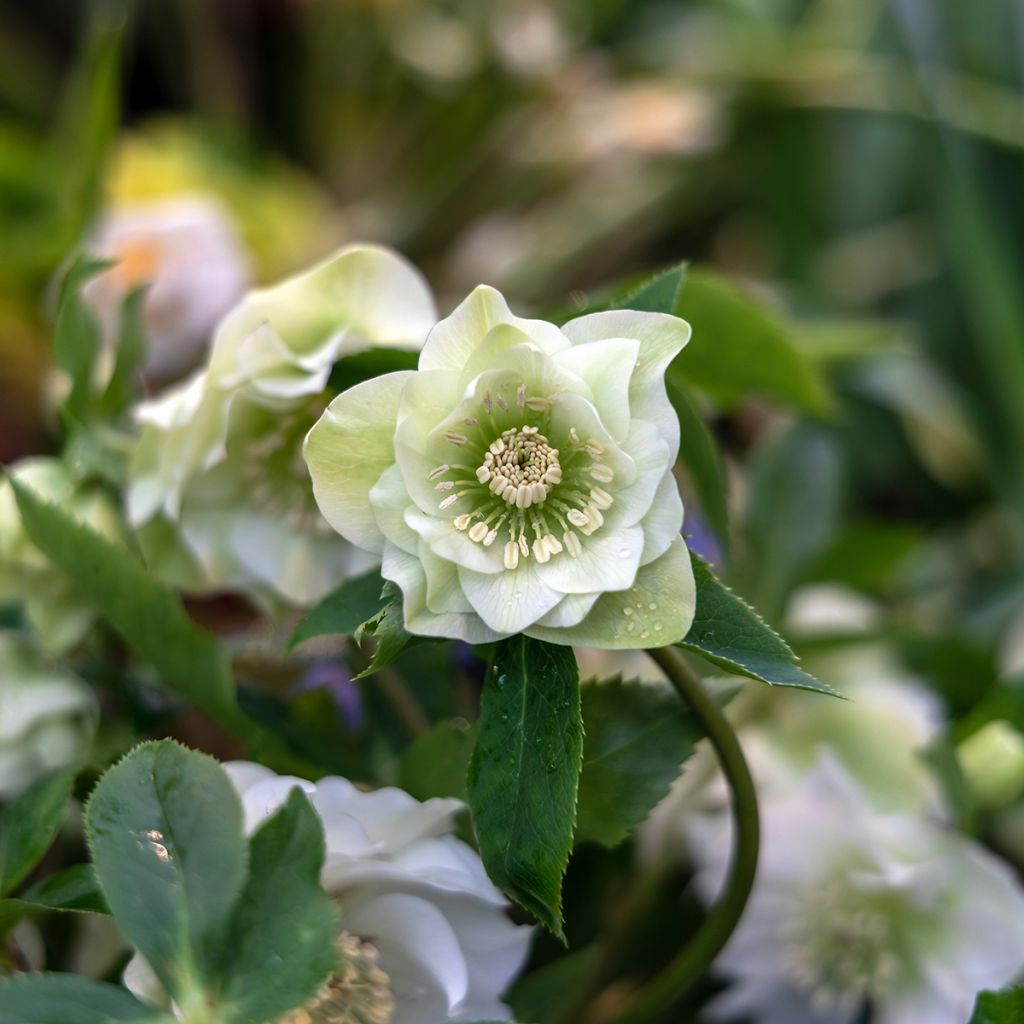 Hellébore orientale Double Blanc
