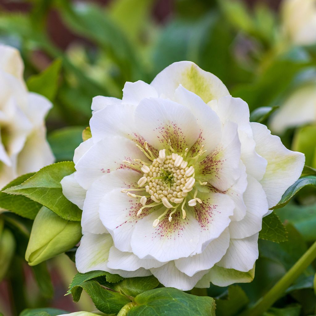 Hellébore orientale Double Blanc guttatus