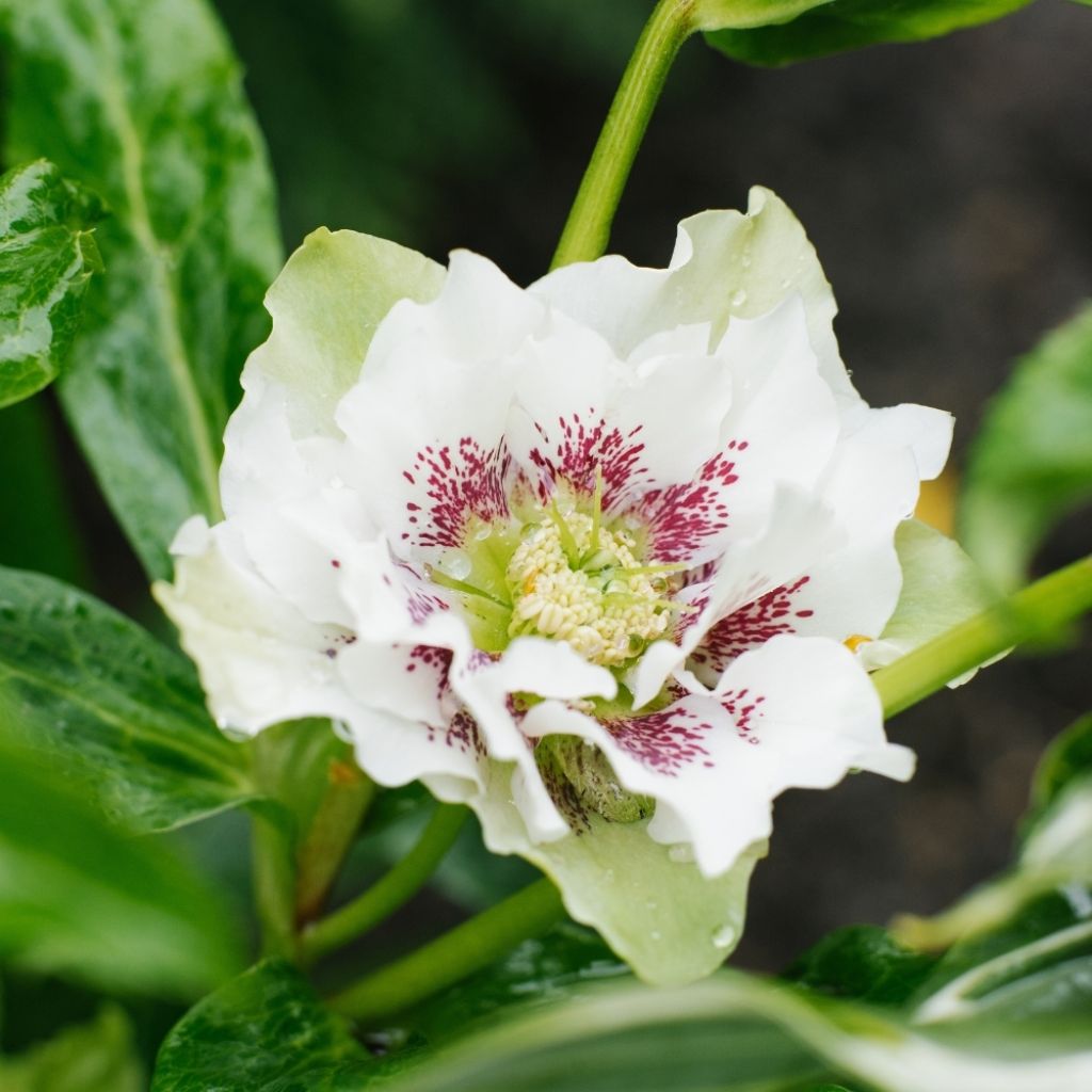 Hellébore orientale Double Blanc guttatus
