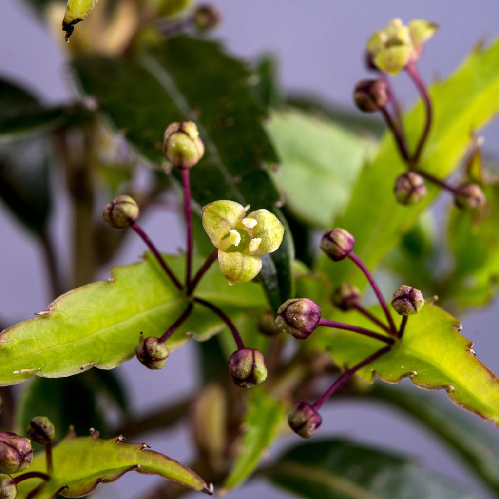 Helwingia chinensis - Helwingie de Chine