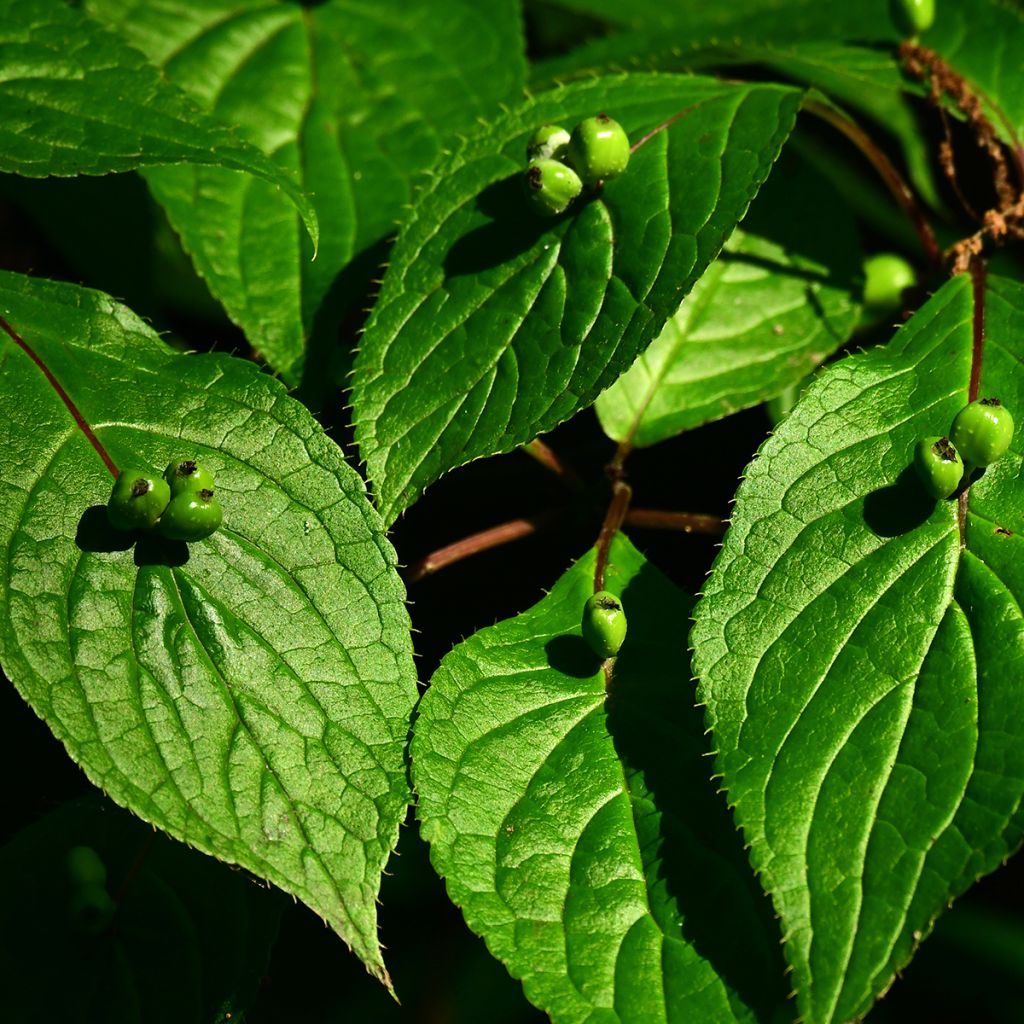 Helwingia japonica femelle