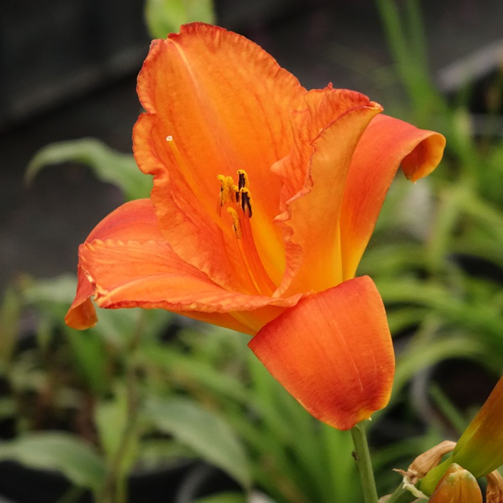 Hémérocalle Mauna Loa - Lis d'un jour orange