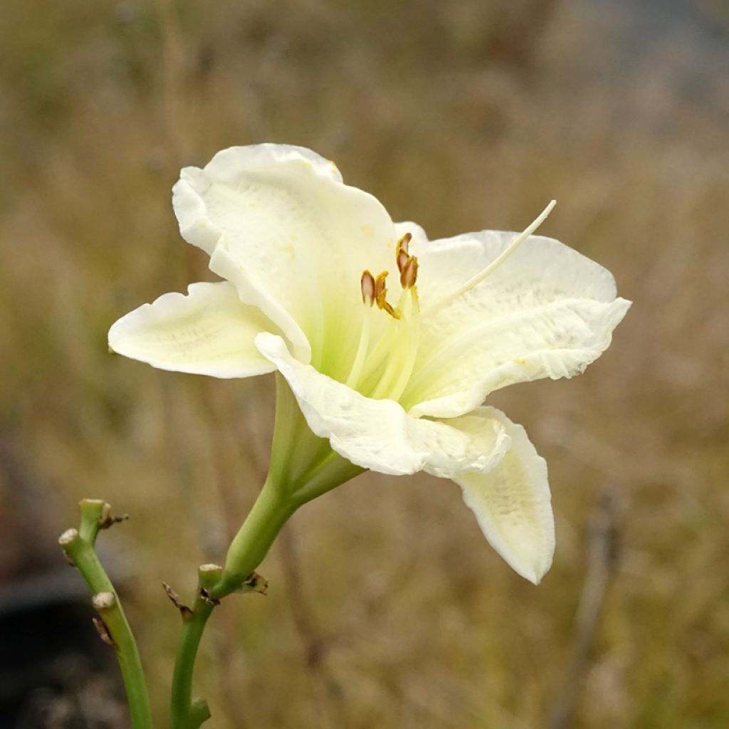 Hémérocalle ou hemerocallis Gentle Shepherd