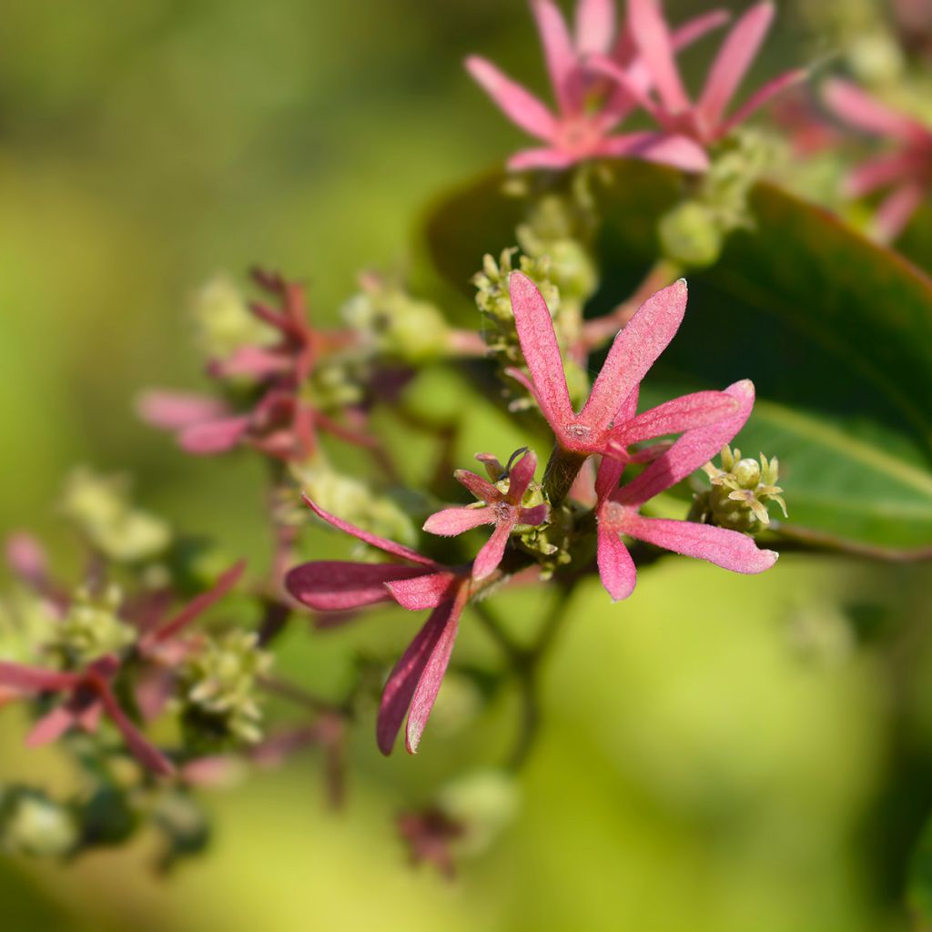 Heptacodium miconioides Tianshan - Arbre aux 7 fleurs