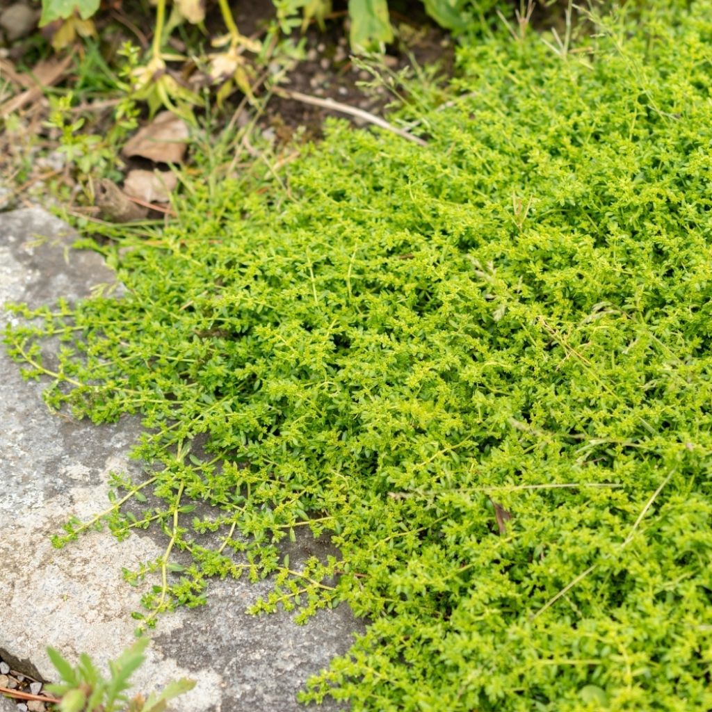 Herniaria glabra - Turquette