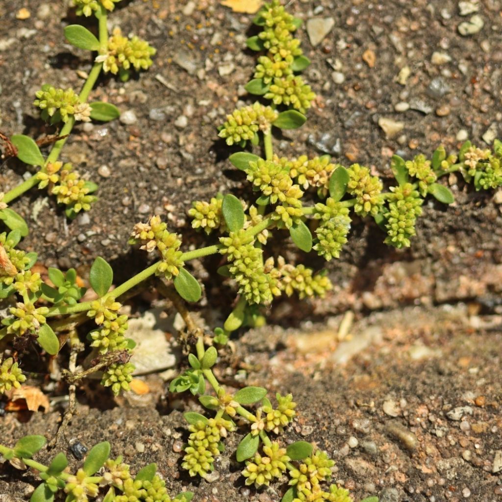 Herniaria glabra - Turquette