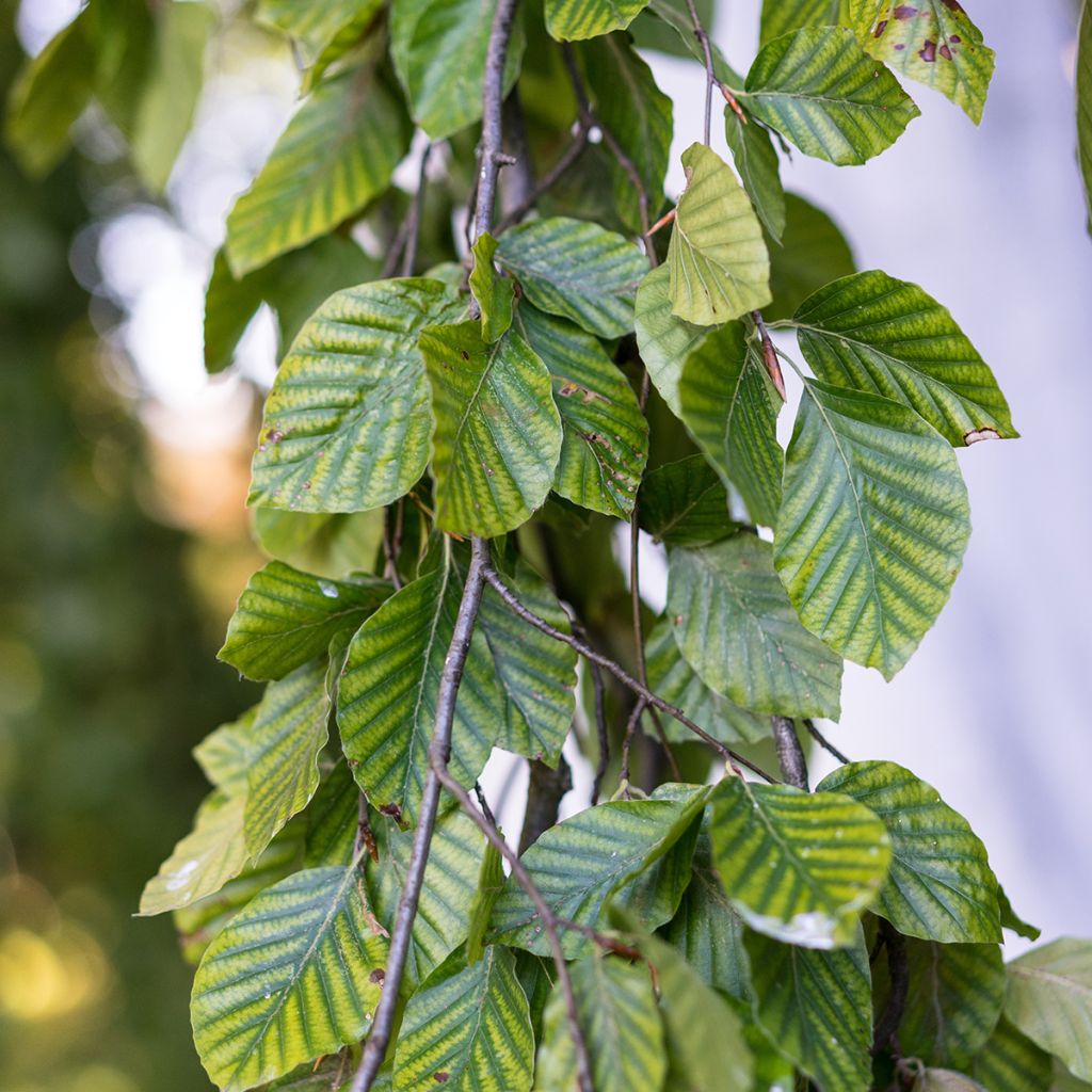 Hêtre pleureur - Fagus sylvatica Pendula
