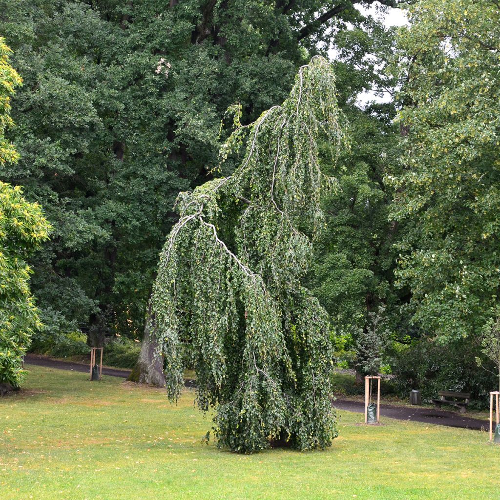 Hêtre pleureur - Fagus sylvatica Pendula