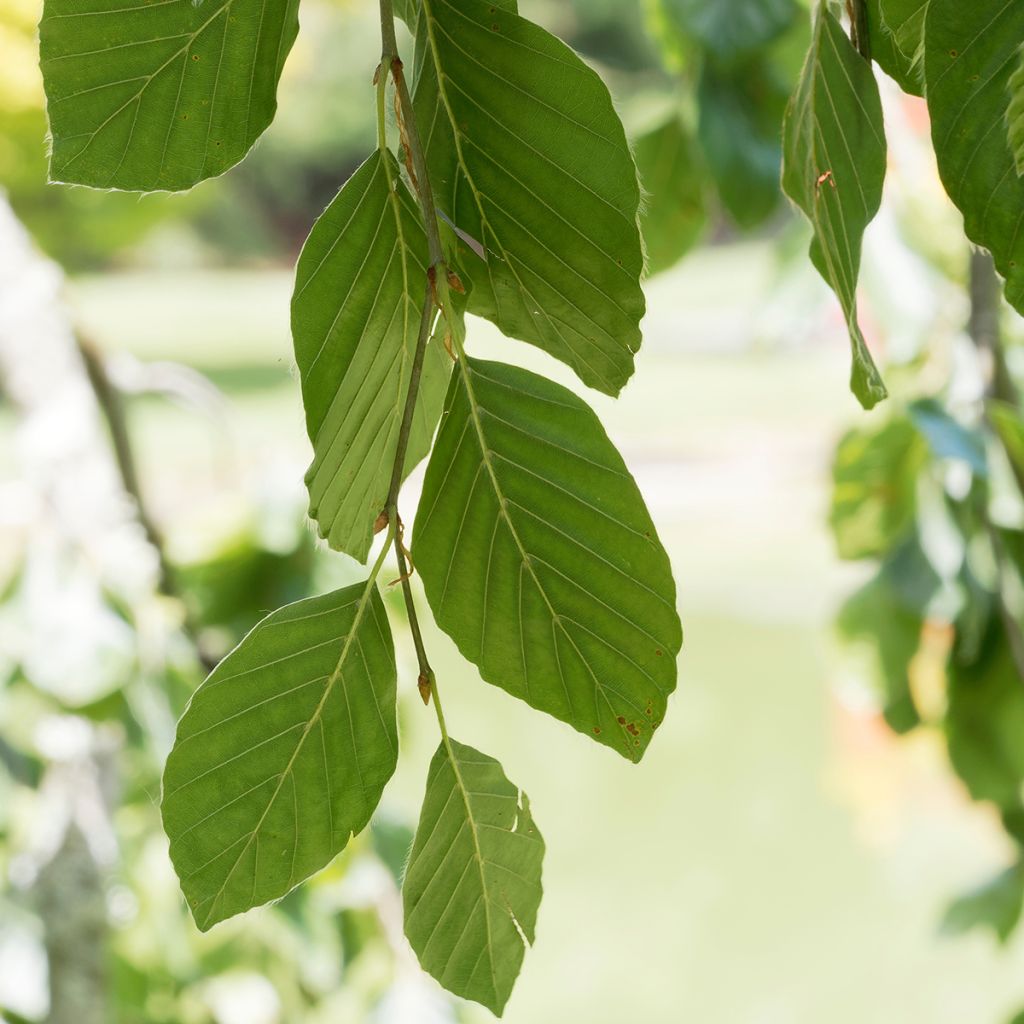 Hêtre pleureur - Fagus sylvatica Pendula