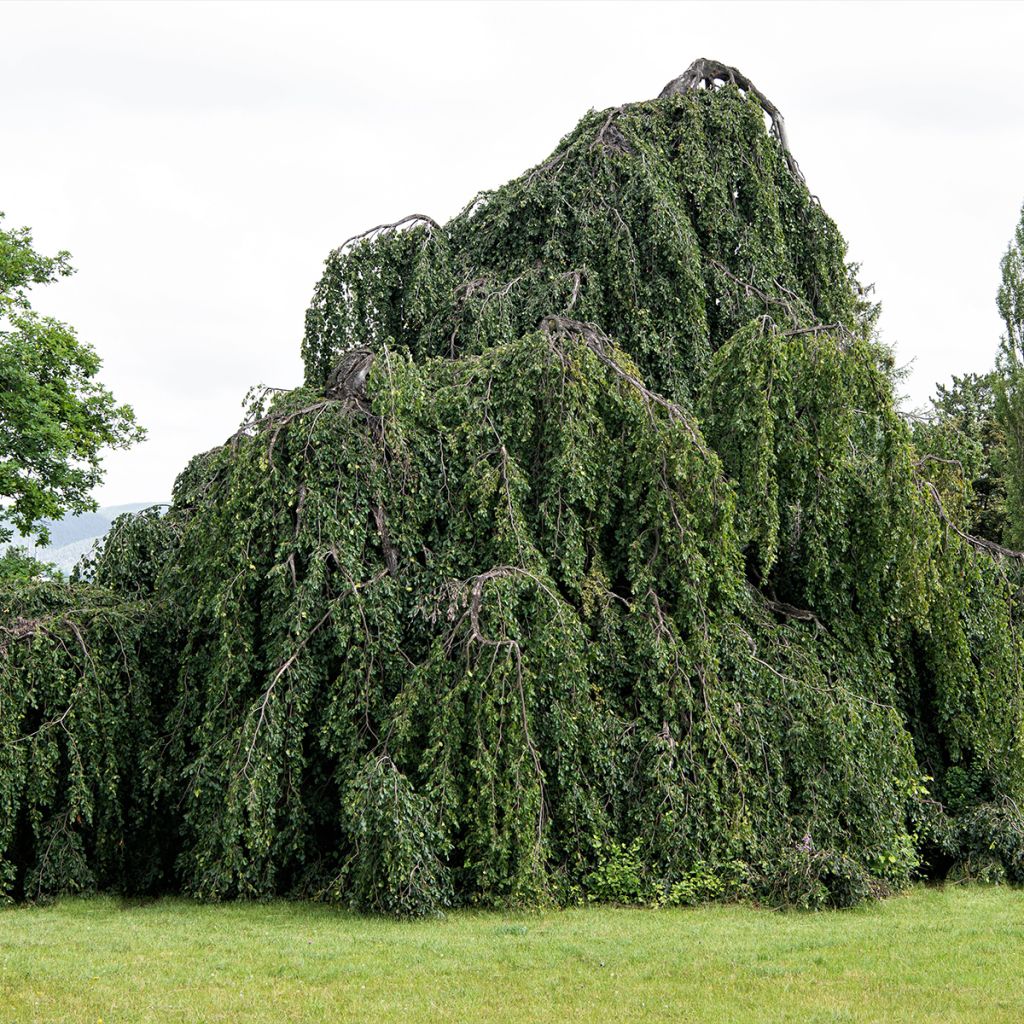 Hêtre pleureur - Fagus sylvatica Pendula