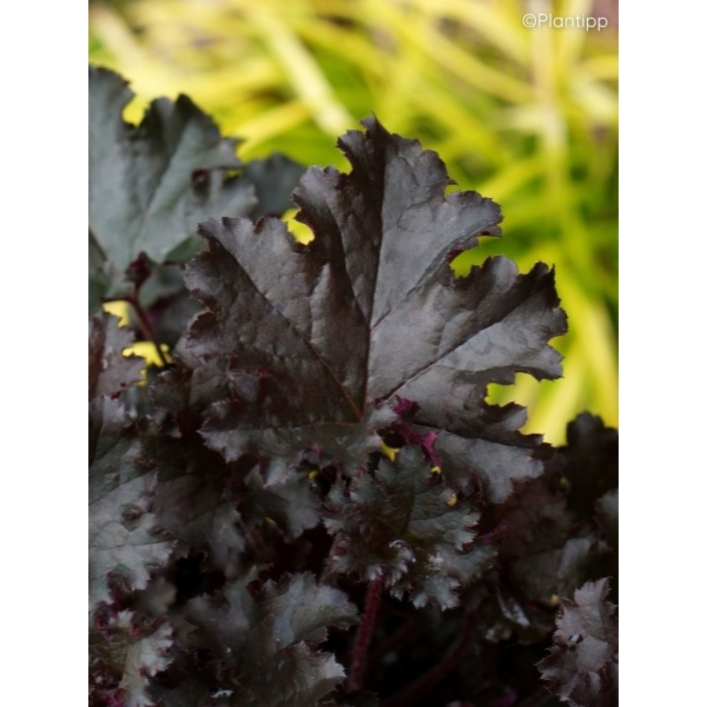 Heuchère - Heuchera L. Dark Secret