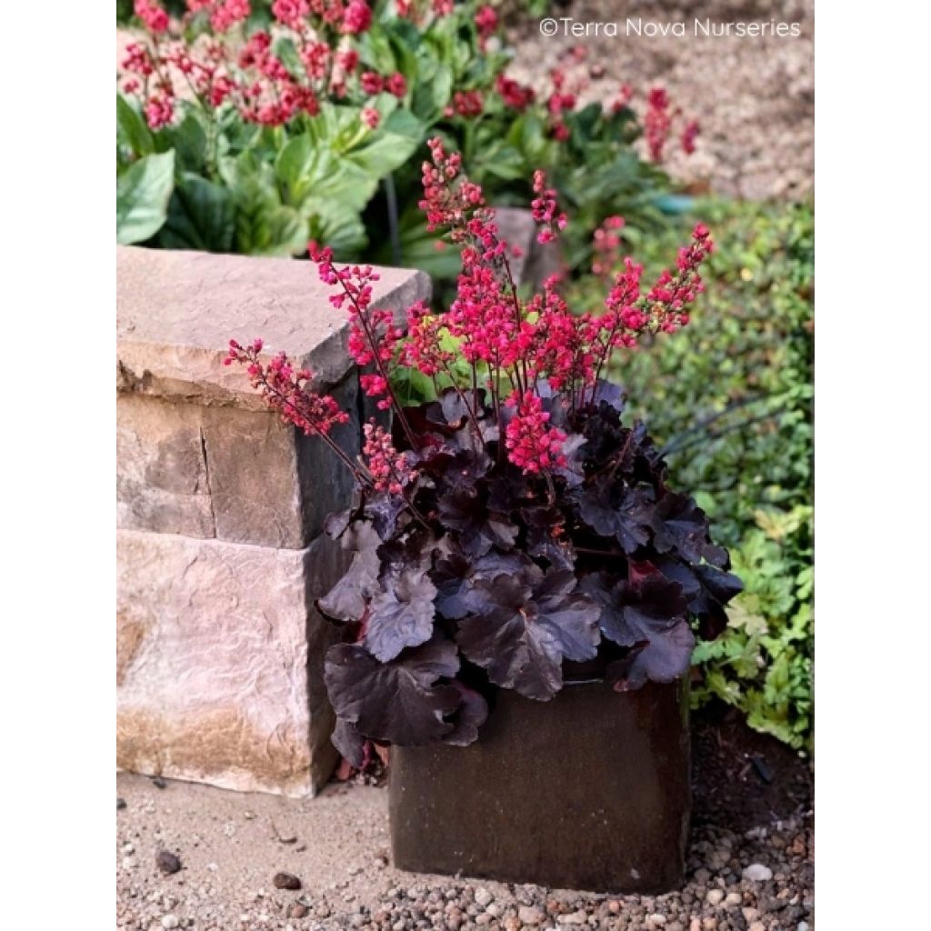 Heuchère - Heuchera Black Forest Cake