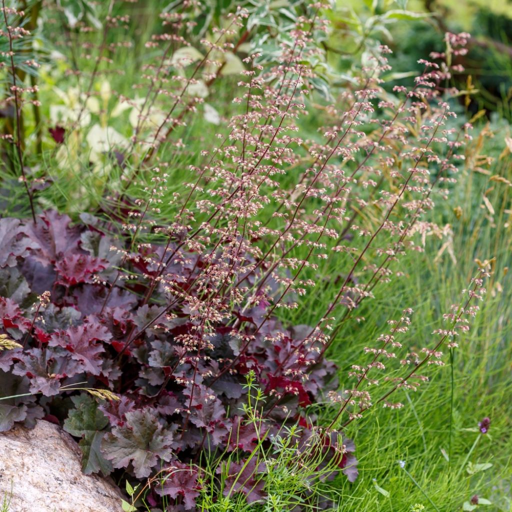 Heuchère - Heuchera Chocolate Ruffles