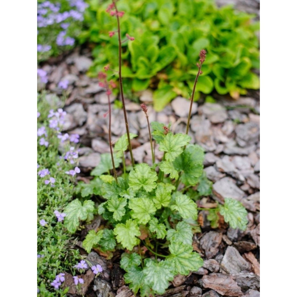 Heuchère - Heuchera Paris