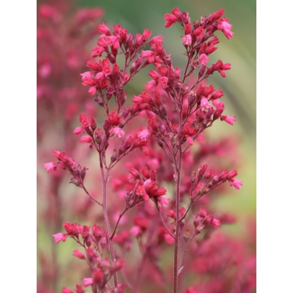 Heuchère - Heuchera Paris
