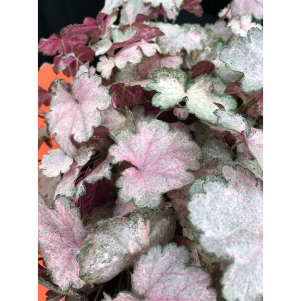 Heuchère - Heuchera Pinky Panky