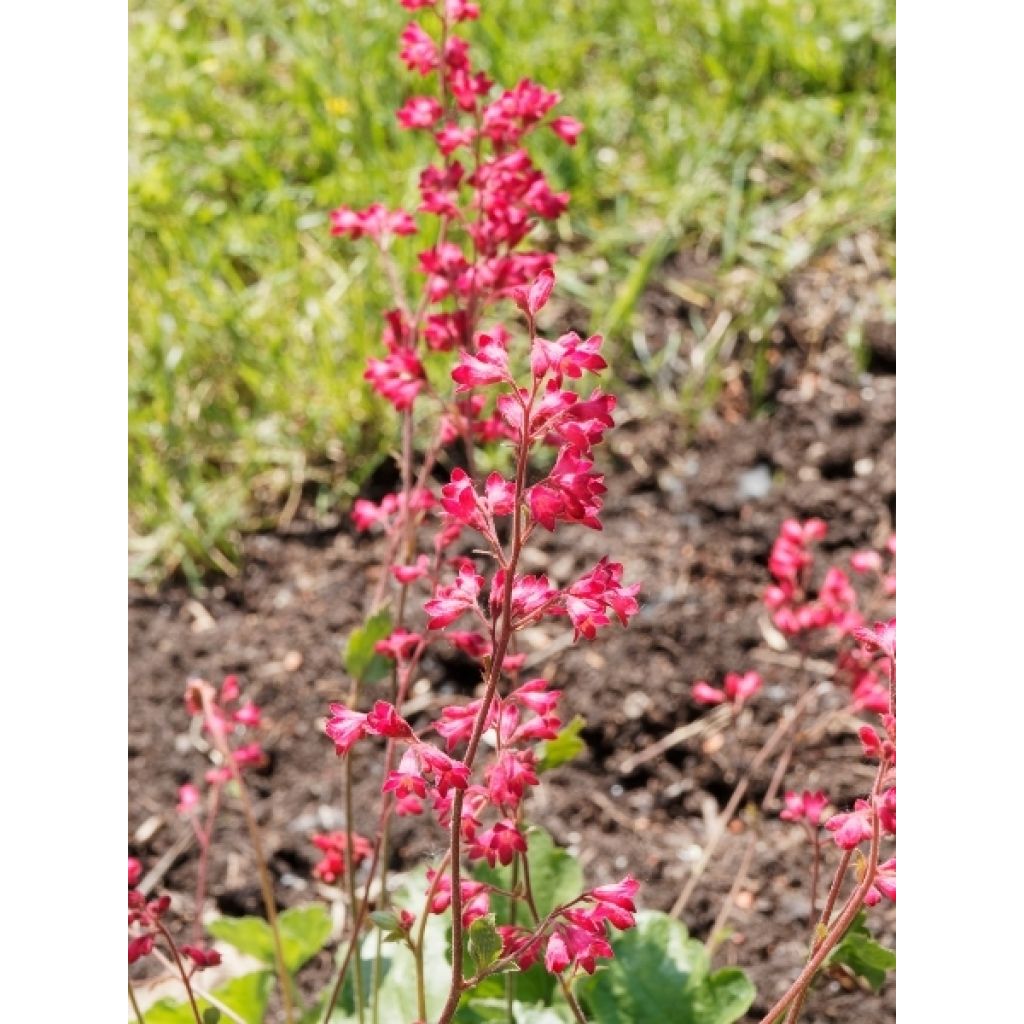 Heuchère - Heuchera Pluie de Feu