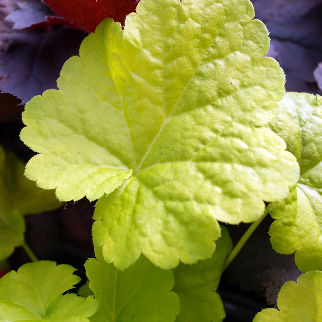 Heuchère - Heuchera Little Cuties Sweet Tart