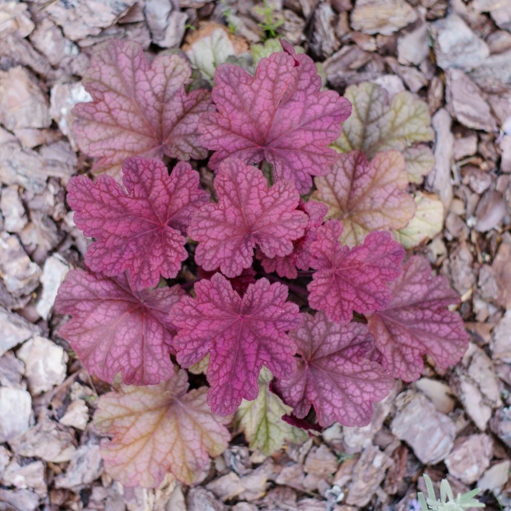 Heuchère - Heuchera Berry Smoothie