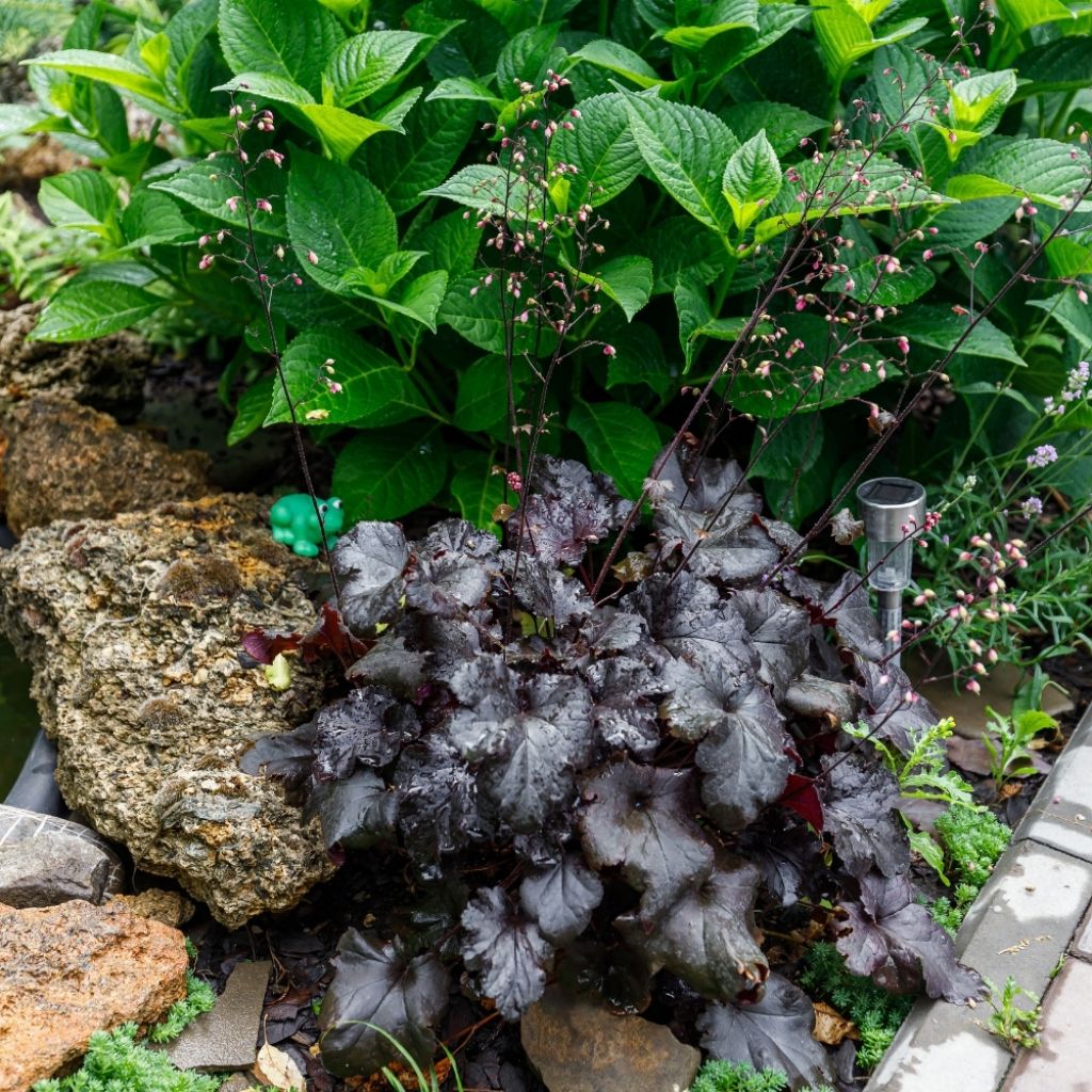 Heuchère - Heuchera Black Pearl 