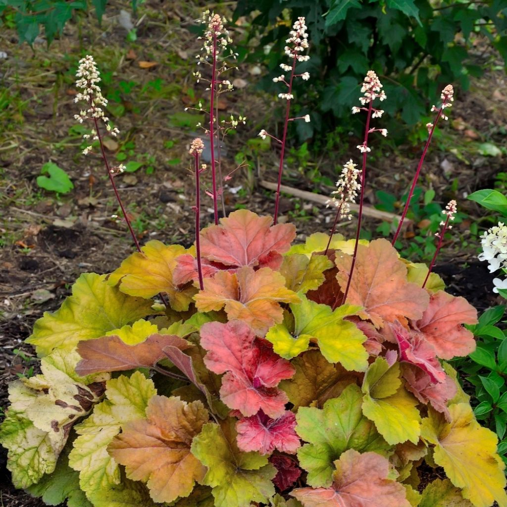 Heuchère - Heuchera Caramel