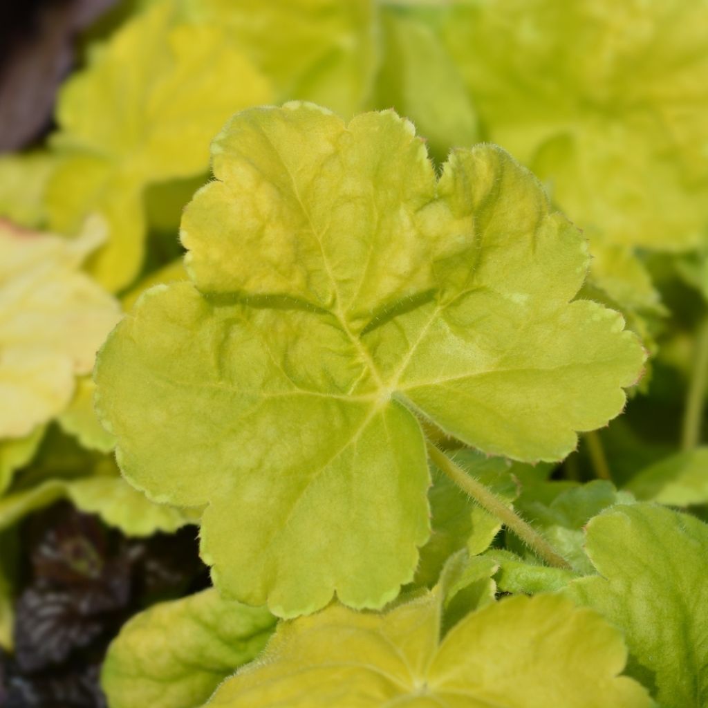 Heuchère - Heuchera Citronelle