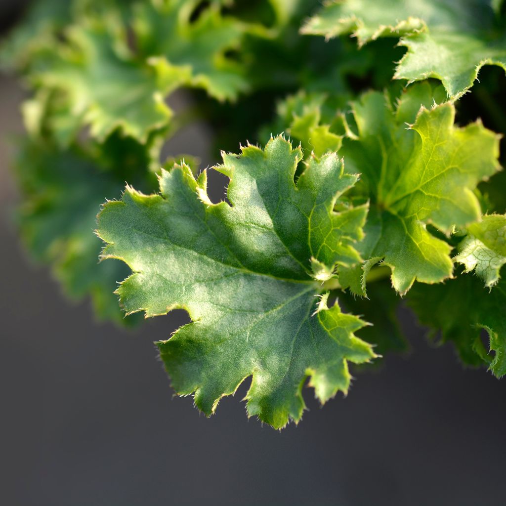 Heuchère - Heuchera Apple Crisp