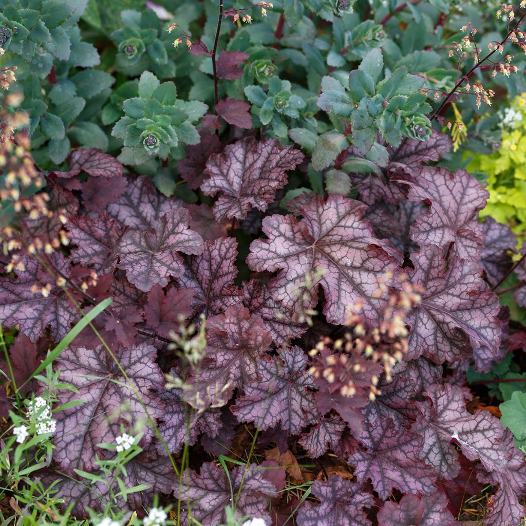 Heuchère - Heuchera Chocolate Ruffles