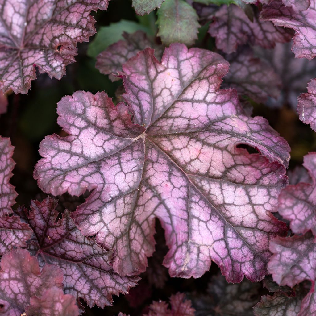Heuchère - Heuchera Chocolate Ruffles