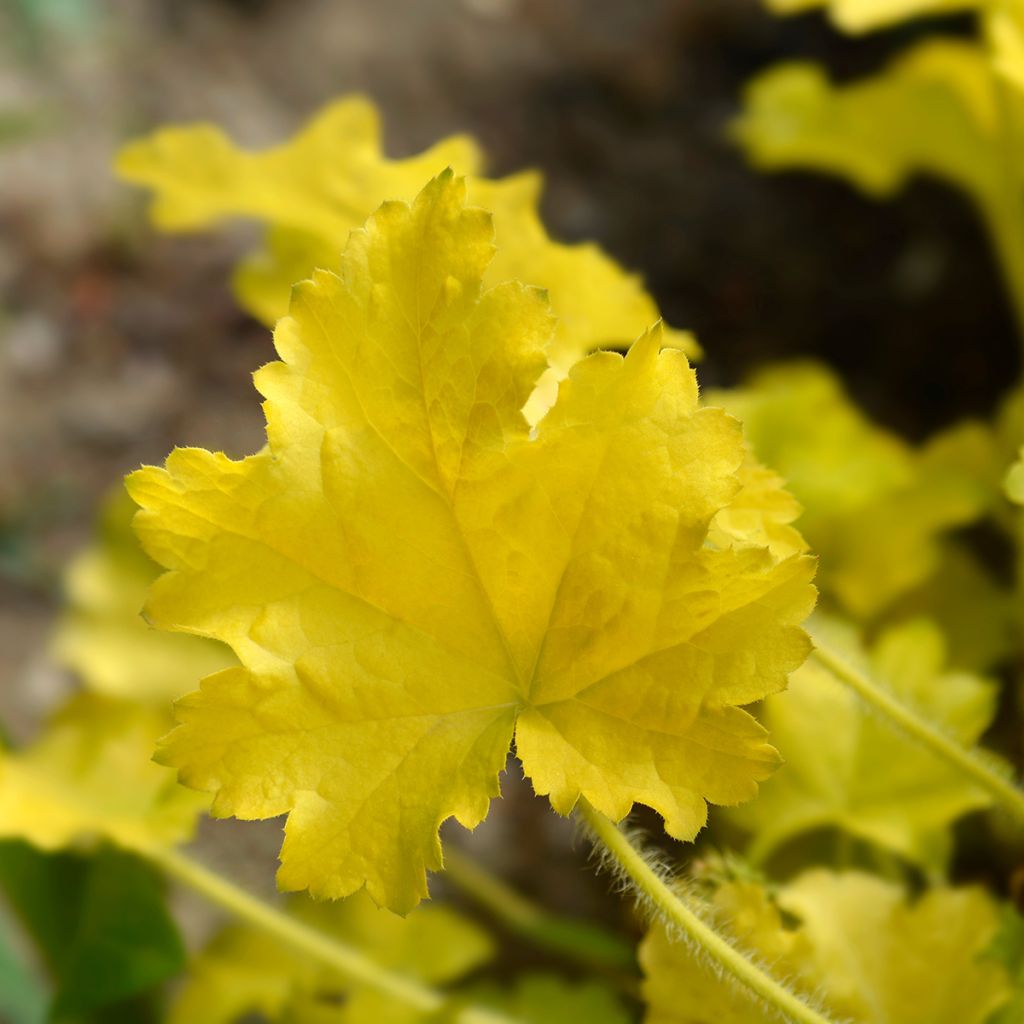 Heuchère - Heuchera Electric Lime