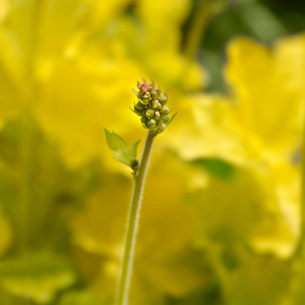 Heuchère - Heuchera Electric Lime