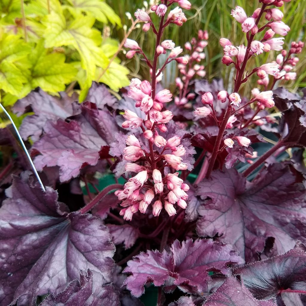 Heuchère - Heuchera Forever Purple