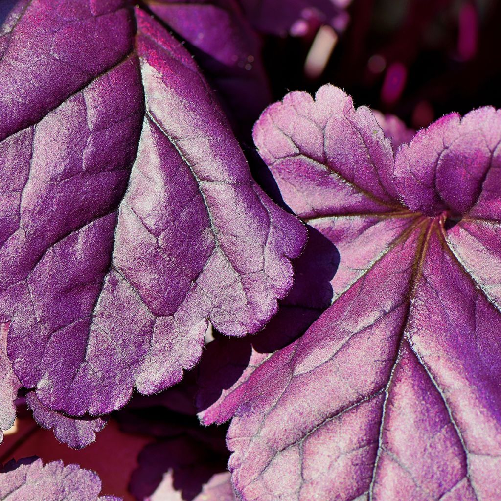 Heuchère - Heuchera Forever Purple