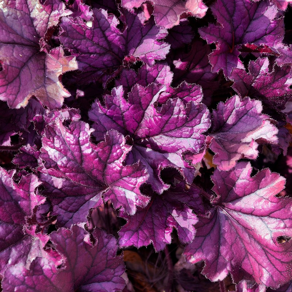 Heuchère - Heuchera Forever Purple