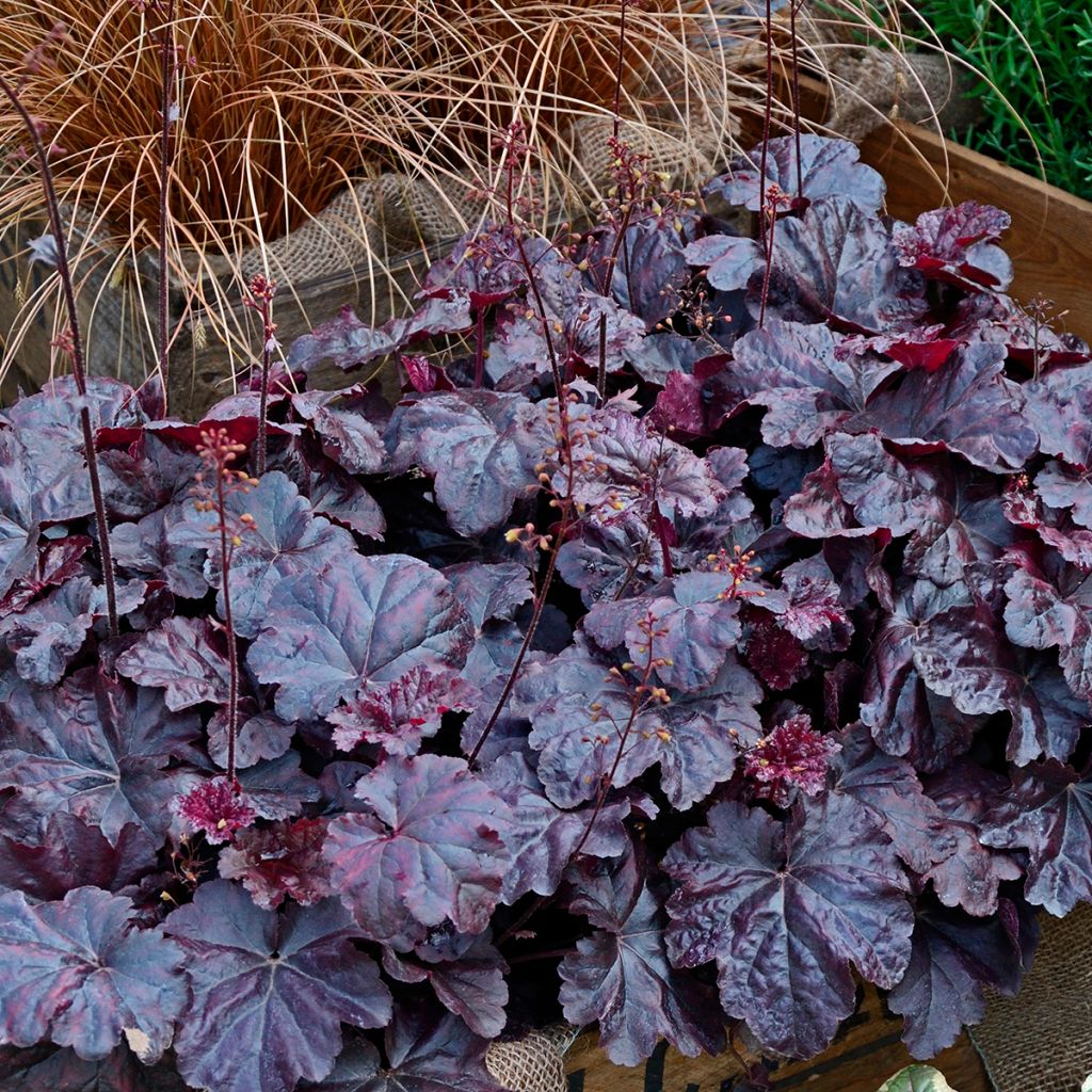 Heuchère - Heuchera Obsidian