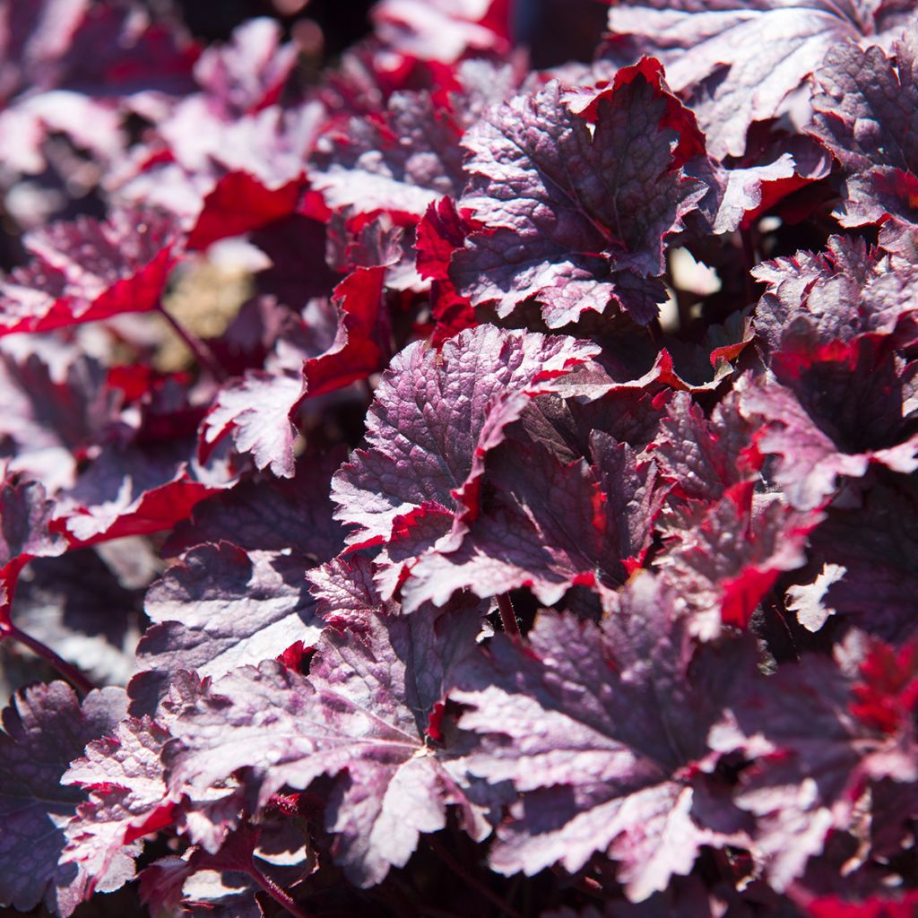 Heuchère - Heuchera Obsidian