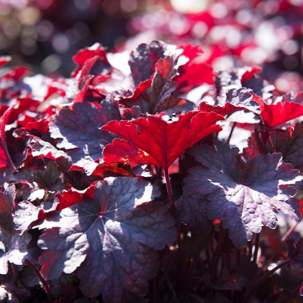 Heuchère - Heuchera Obsidian
