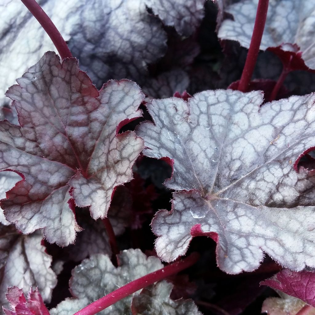 Heuchère - Heuchera Plum Pudding